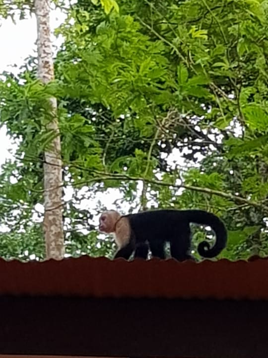 Gartenanlage Evergreen Lodge Tortuguero