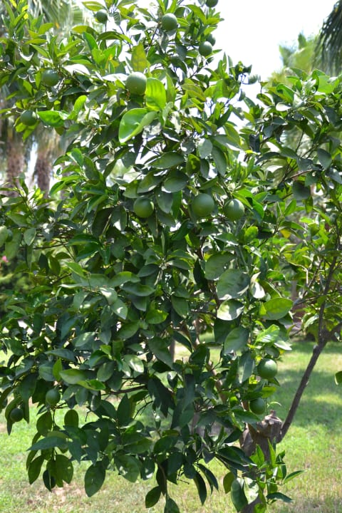 Limettenbaum Hane Family Resort