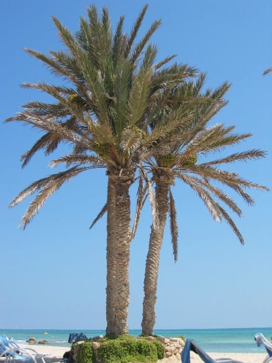 Palme am Strand Djerba Castille