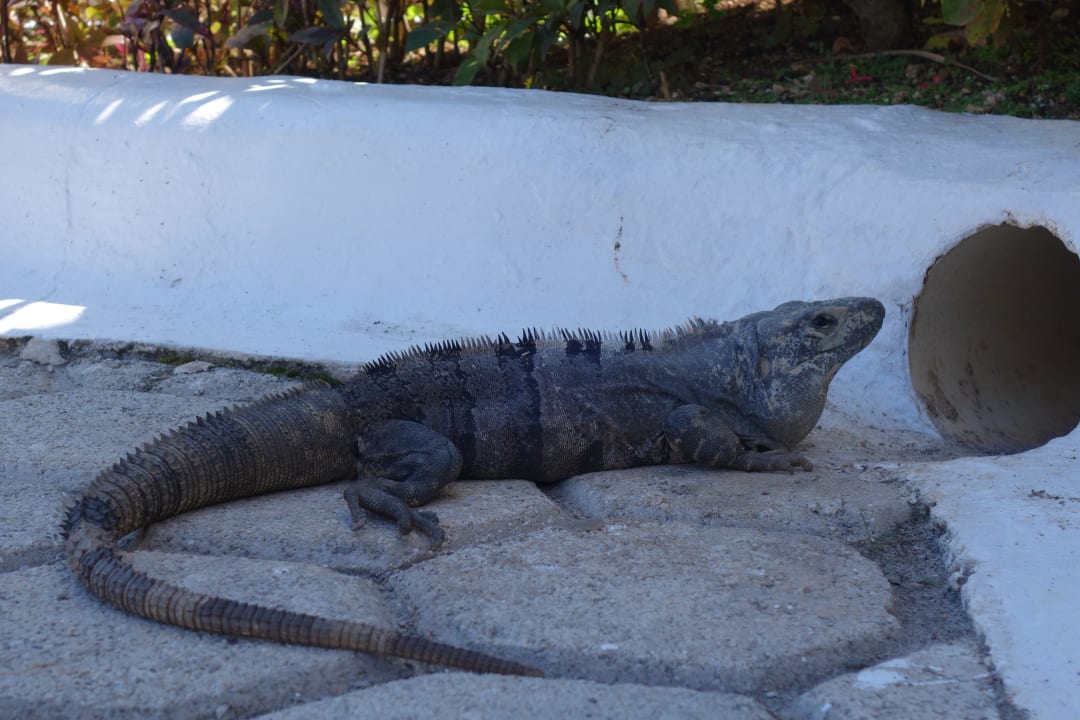 Pool Catalonia Royal Tulum Beach & Spa Resort - Adults only