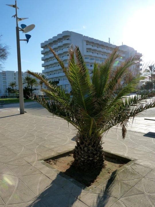 Blick aufs Hotel  Hipotels Hipocampo Playa