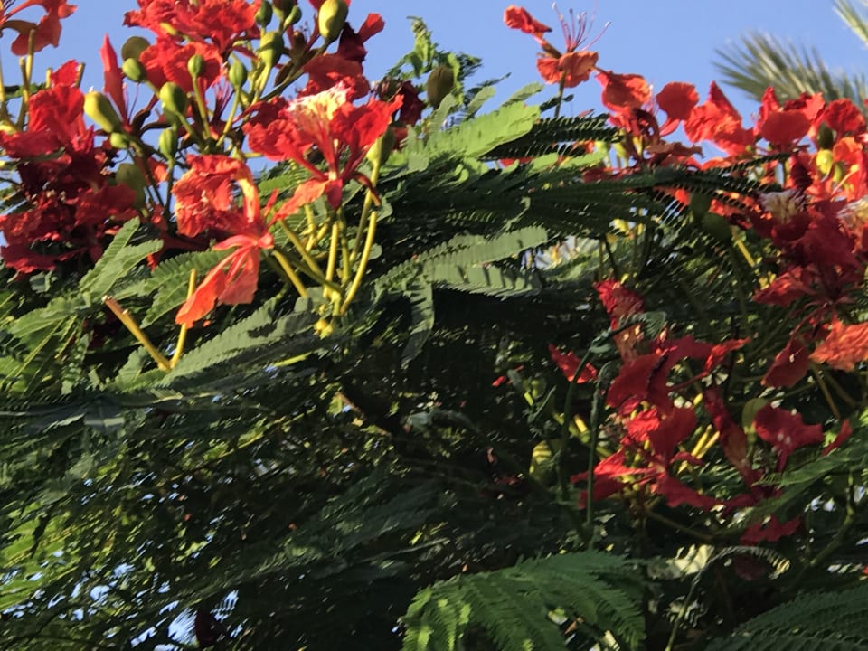 Gartenanlage Stella Beach Resort & Spa Makadi Bay