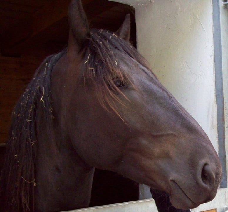 Norikerzucht Landhotel Postgut