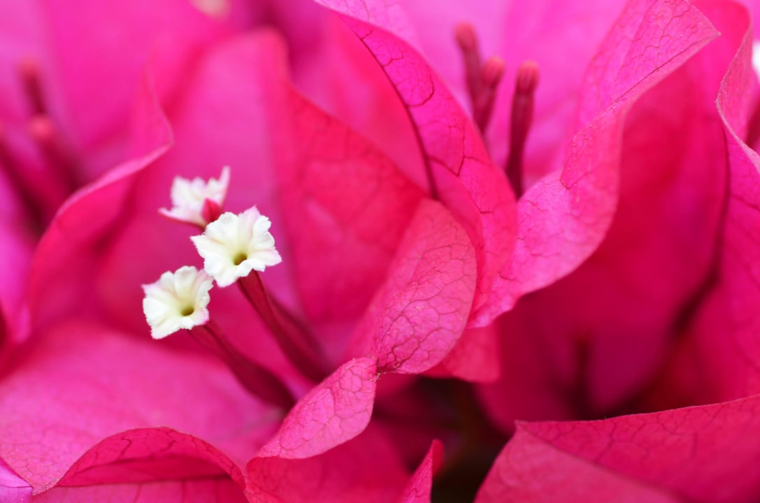 Gartenimpressionen Hotel Finca Can Paulino
