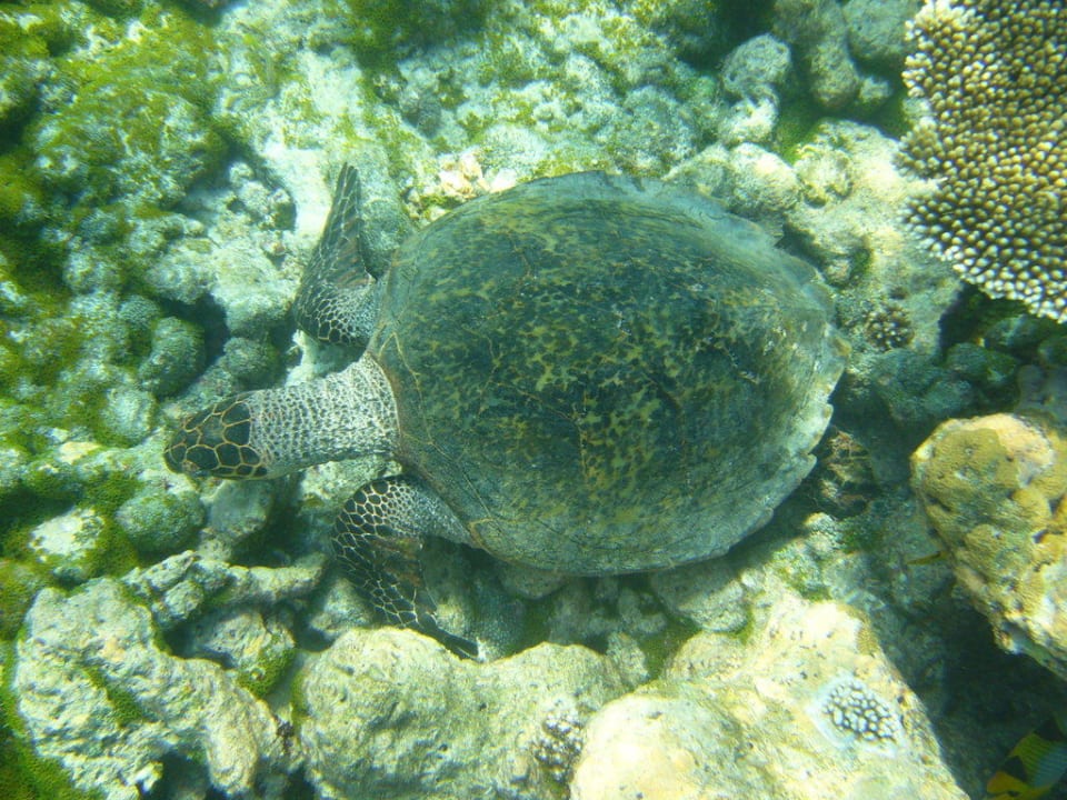 Unsere Haustiere Summer Island Maldives