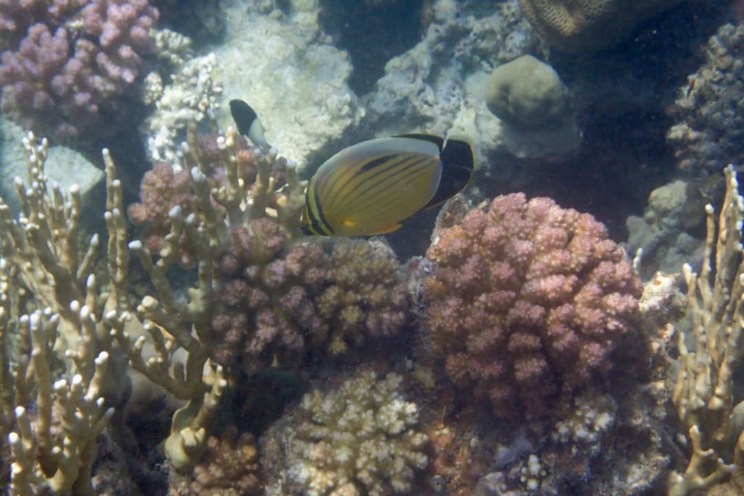 Strand Makadi Spa - Adults only