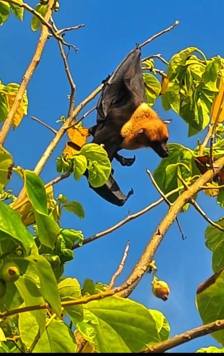 Gartenanlage Adaaran Select Meedhupparu Island Resort - Premium All Inclusive