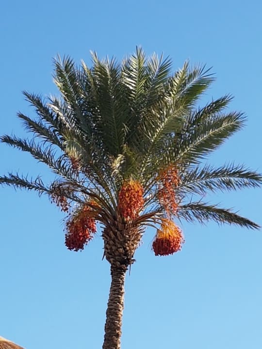 Gartenanlage Atlantica Aegean Blue