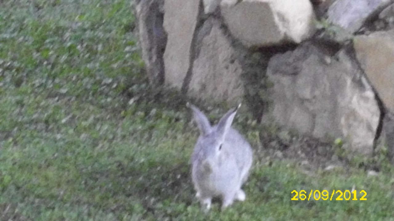 Kaninchen im Hotelgarten Clover Magic Nova Beach