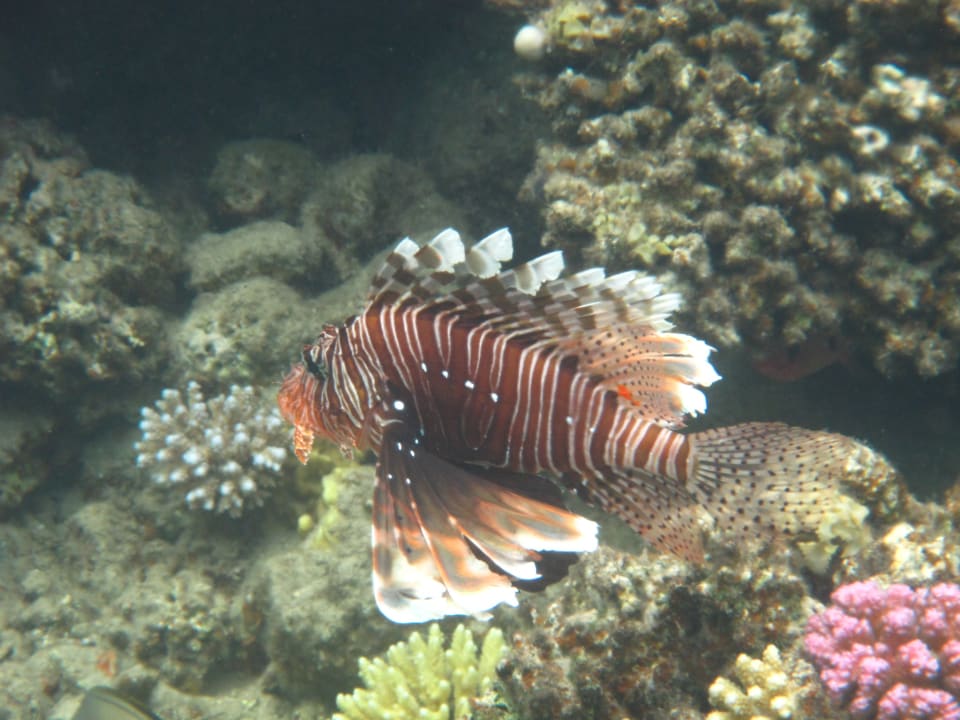 Sport & Freizeit Three Corners Equinox Beach Resort