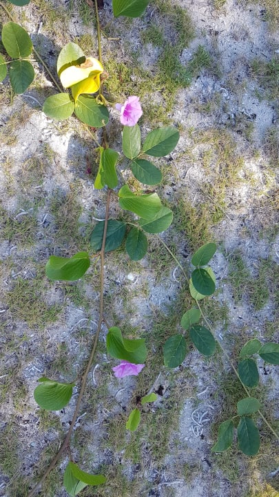 Gartenanlage Sirenis Tropical Varadero