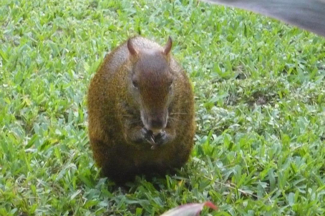 Aguti beim Fressen Grand Palladium Kantenah Resort & Spa