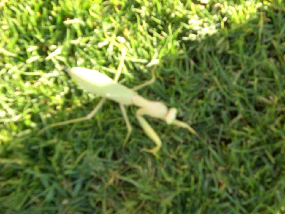 Riesenheuschrecke Three Corners Sea Beach Resort