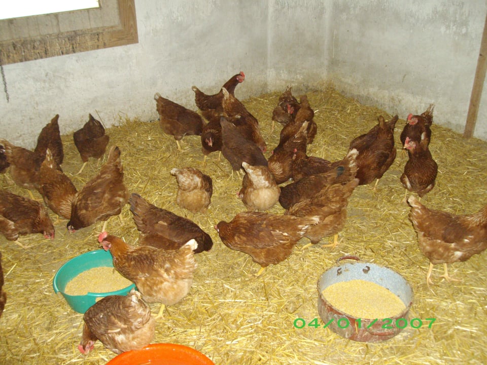 Unsere Hühner legen sehr leckere Eier Ferienwohnungen Doblerhof