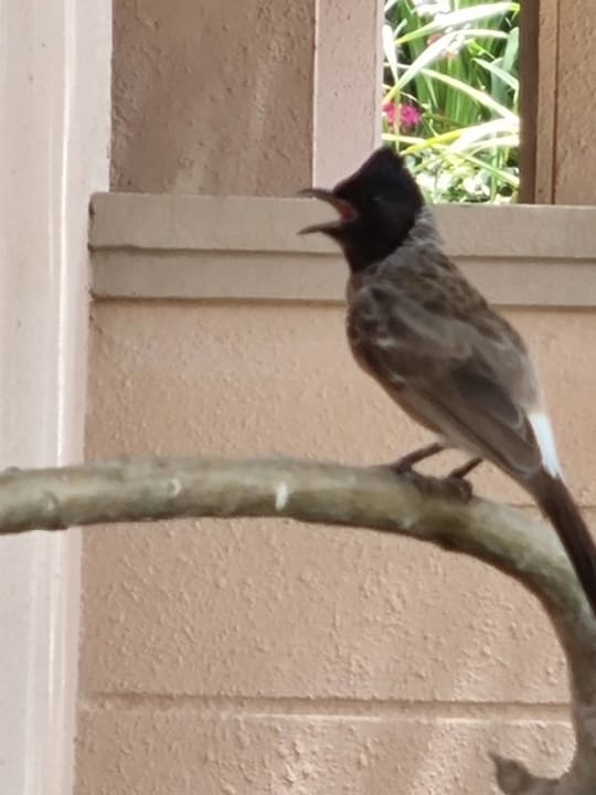 Gartenanlage Anantara The Palm Dubai Resort