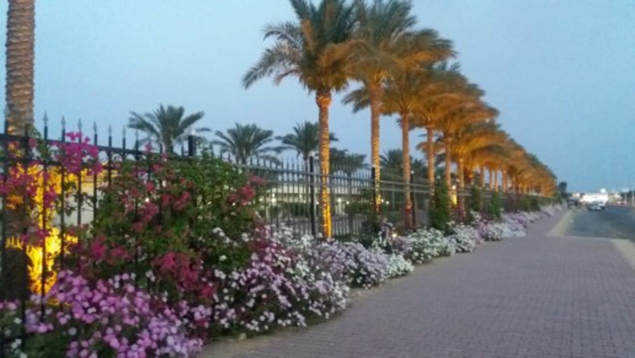 Gartenanlage Desert Rose