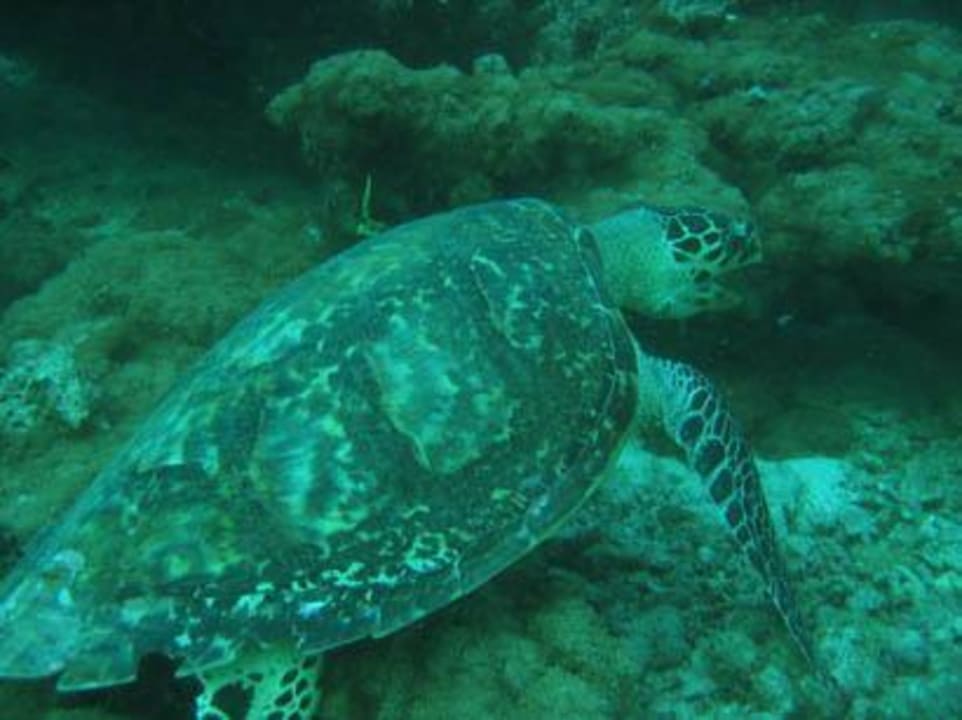 Tauchen Angaga Island Resort