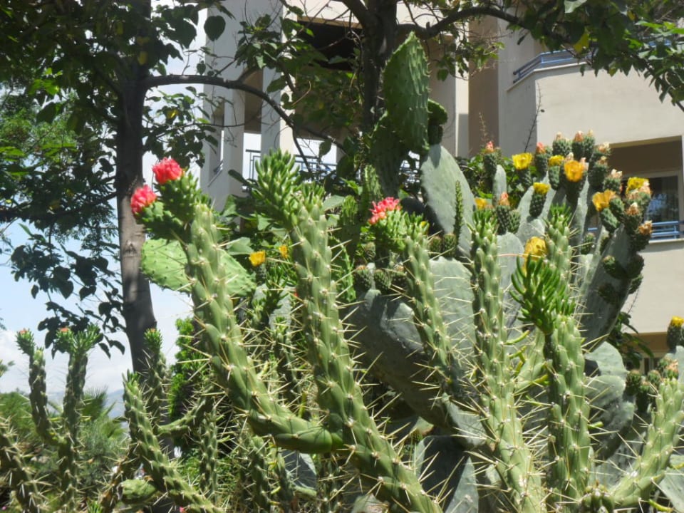 Botanik Labranda Alantur Resort