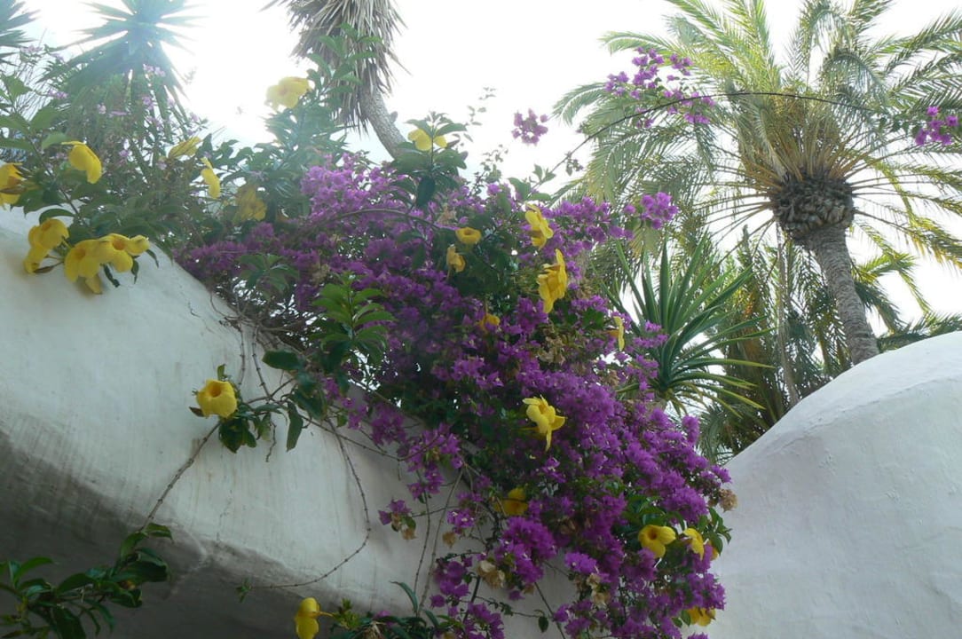 Flowers hanging - buffet Dreams Jardín Tropical