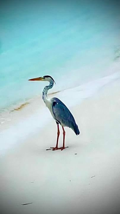 Strand Kuredu Island Resort & Spa