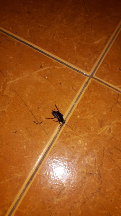 Kakerlake No. 2 Hotel Pliska