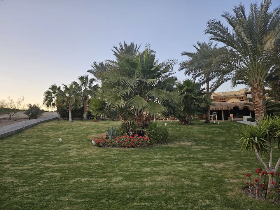 Gartenanlage Steigenberger Coraya Beach - Adults only