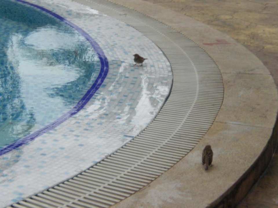 Vögel gehen Baden Houda Golf & Beach Club