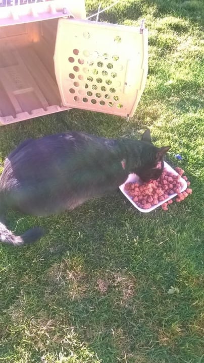 Katze, verletzt und hochtragend Beach Albatros Resort