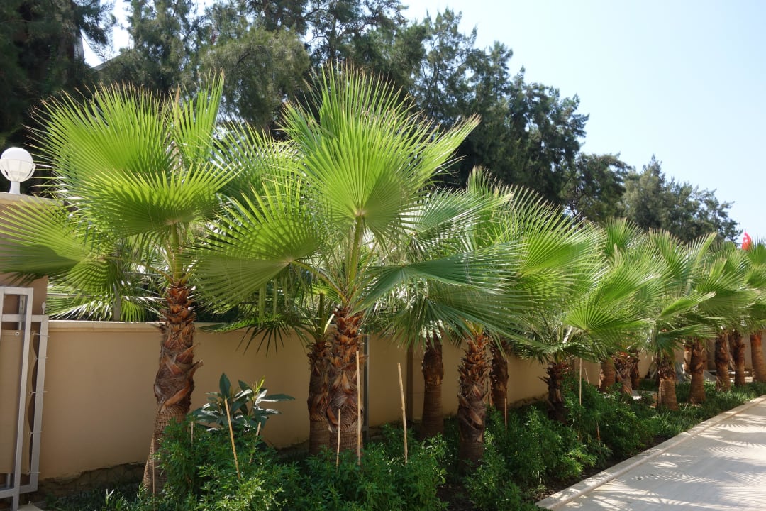 Palmen Dizalya Palm Garden