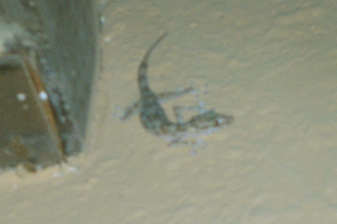 Gecko vor der Tür Bel Air Azur Resort - Adults only