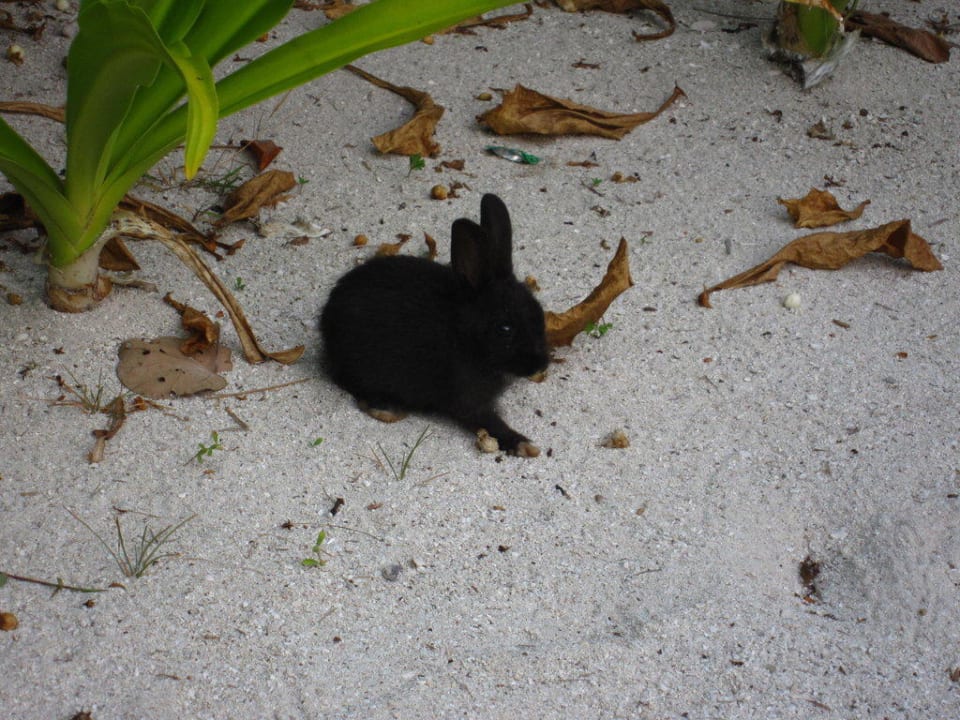 Bewohner Kuredu Island Resort & Spa