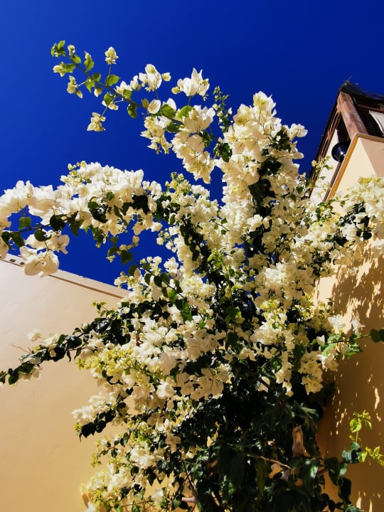 Gartenanlage Steigenberger Coraya Beach - Adults only