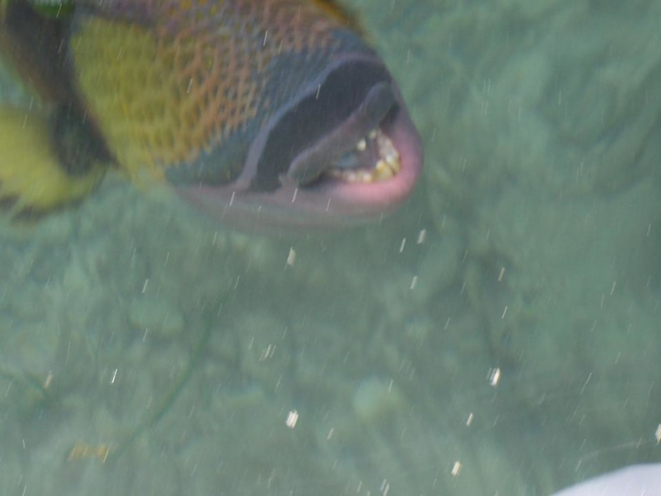 Gemeiner Drückerfisch Kuredu Island Resort & Spa