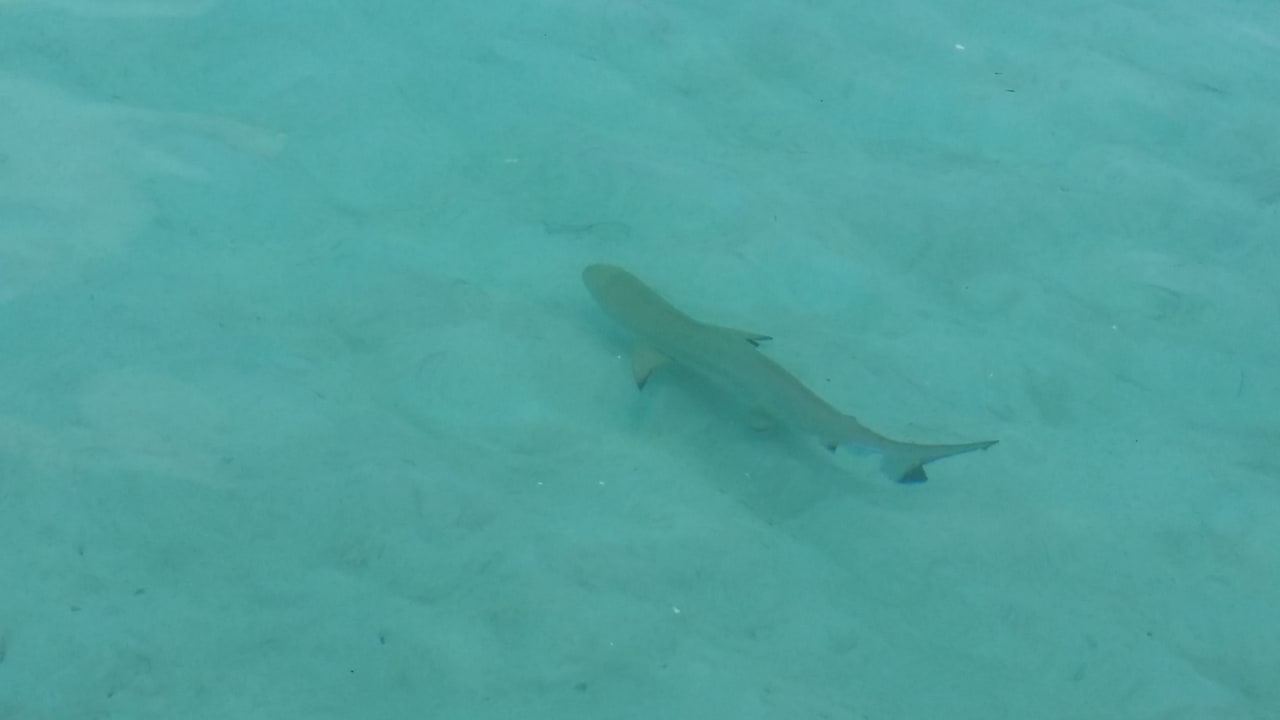 Strand Rihiveli Maldives Resort