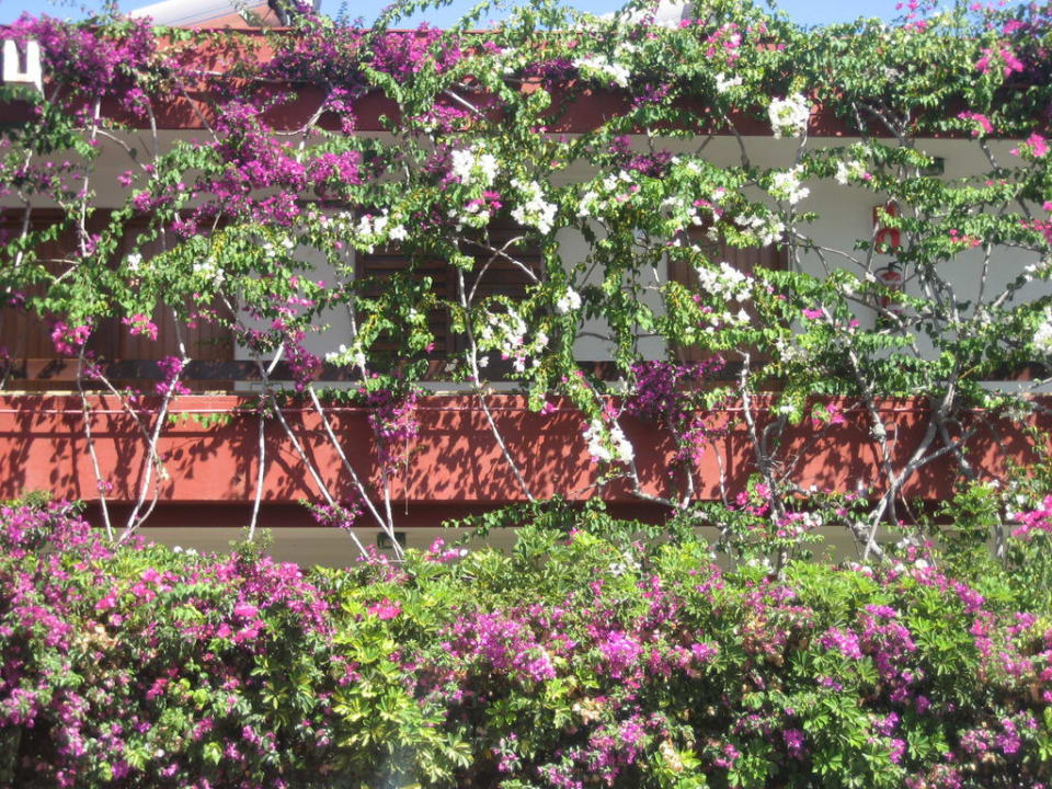 Blumen vor den Gängen Hotel San Nicolas