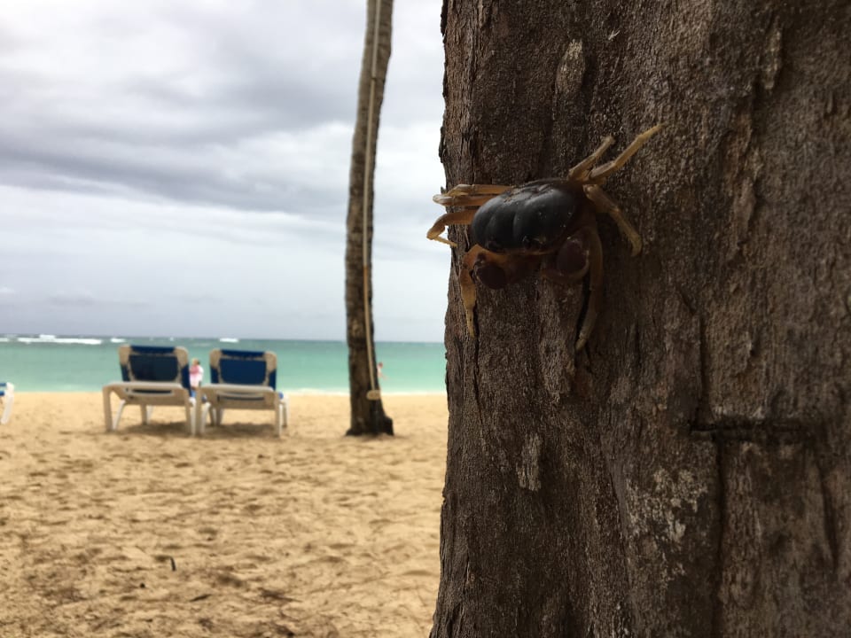 Strand Vista Sol Punta Cana