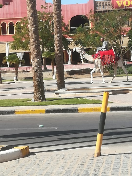 Vor dem Hotel. Gegenüber das Grand Resort. The Grand Hotel Hurghada