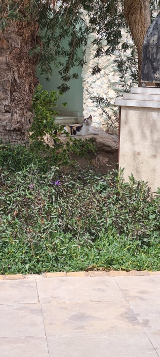 Außenansicht Ghazala Gardens