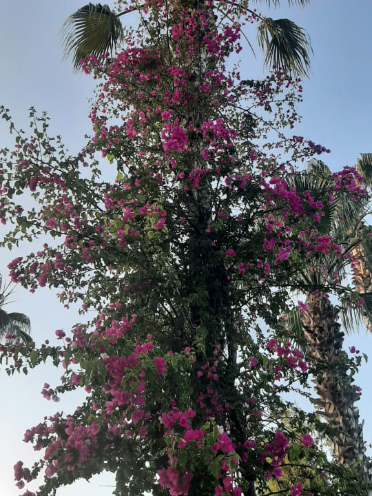 Gartenanlage Club Sidelya Hotel