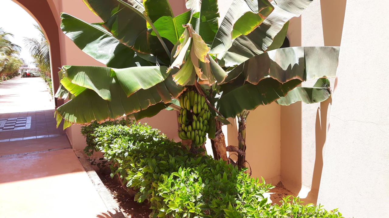 Lecker Hotel Riu Touareg