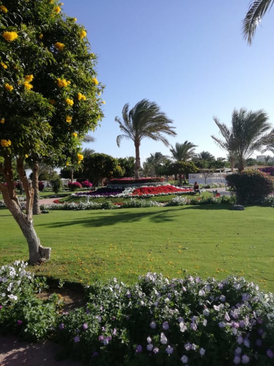 Gartenanlage Desert Rose