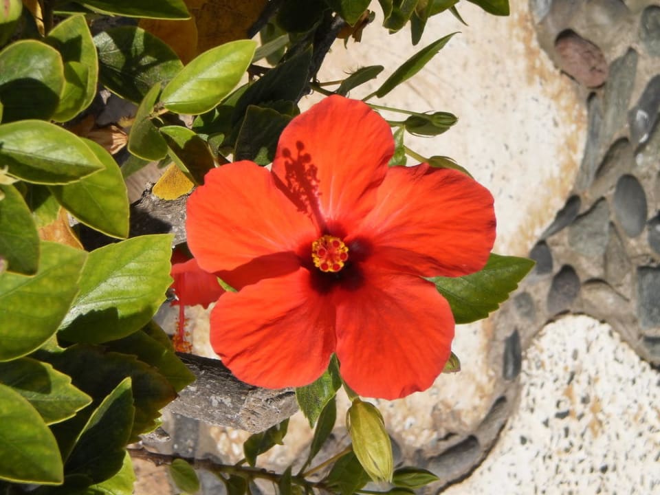 Der heimische Hibiscus Sahara Beach Club