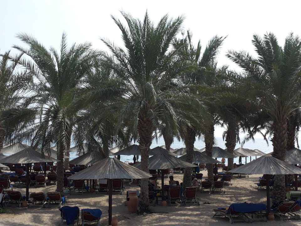 Liegebereich Miramar Al Aqah Beach Resort
