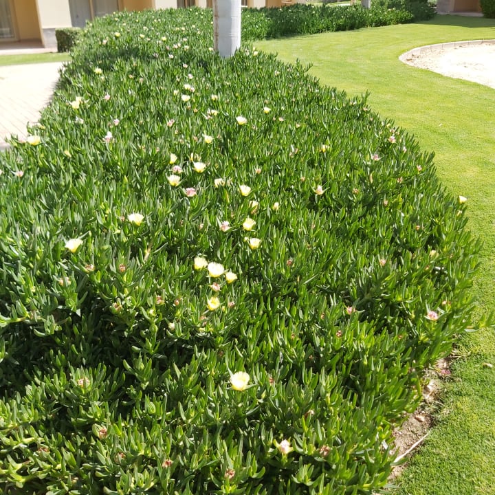 Gartenanlage Stella Garden Resort & Spa, Makadi Bay