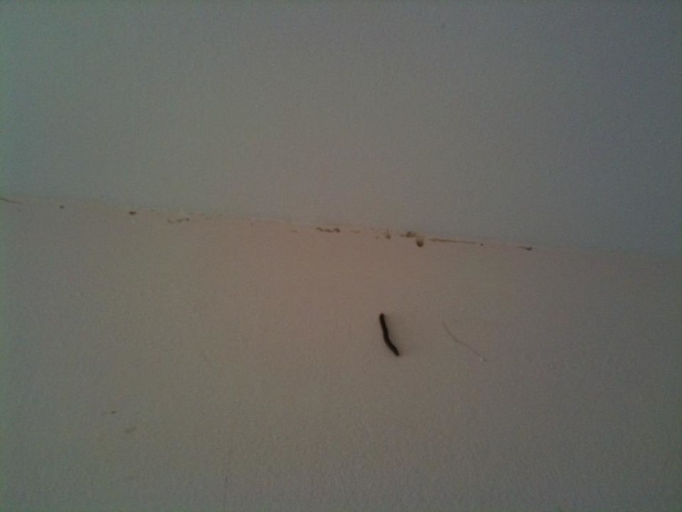 Krabbeltierchen an allen Wänden  Hotel Tiva del Mar Beach