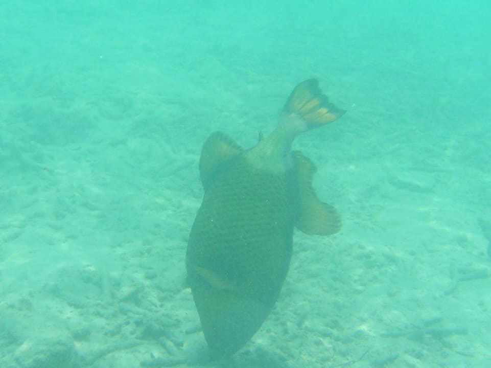 Riesendrückerfisch Summer Island Maldives