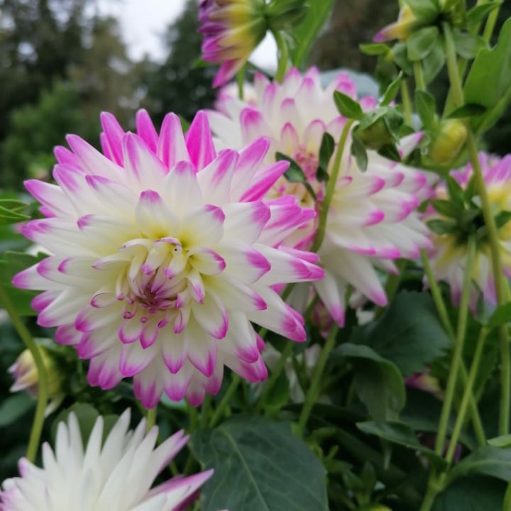 Gartenanlage Vivea Hotel Bad Schönau - Zur Quelle