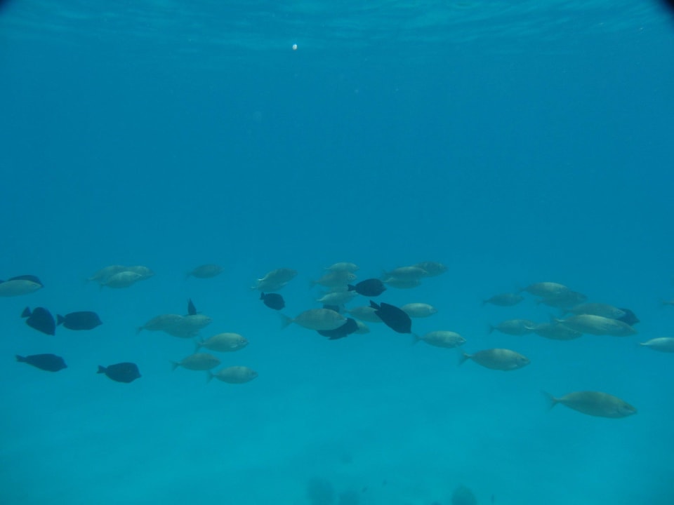 Fischvielfalt Grand Makadi