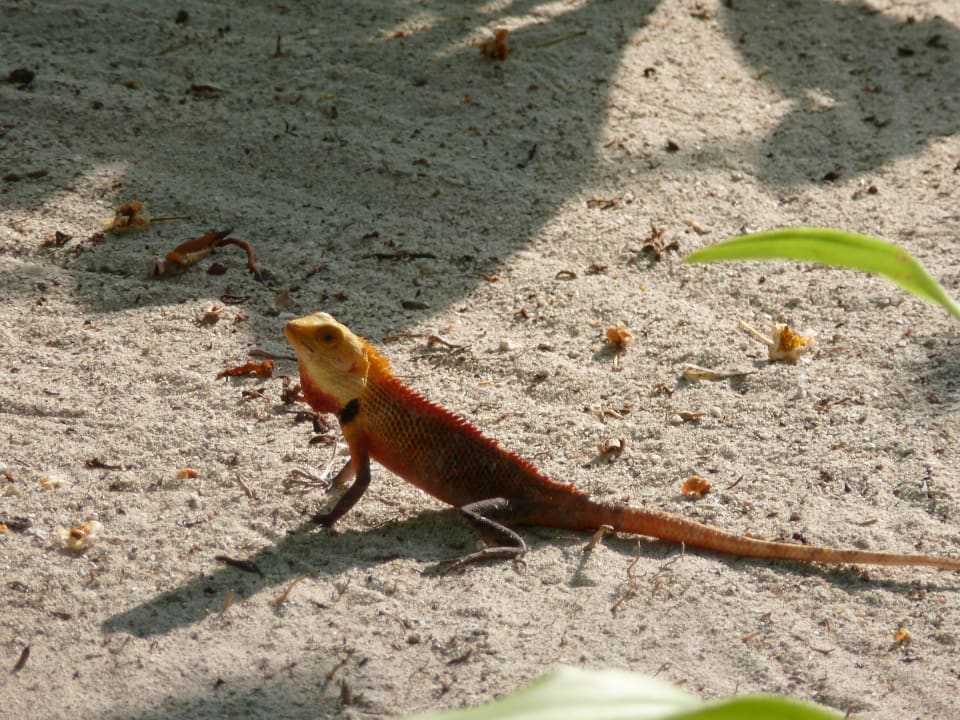 Geko - gut wenn man einen hat, frisst die Mücken! Kuramathi Maldives