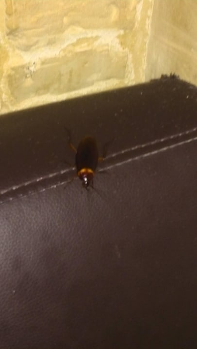 Kakalaken überall Valletta Merisi Suites